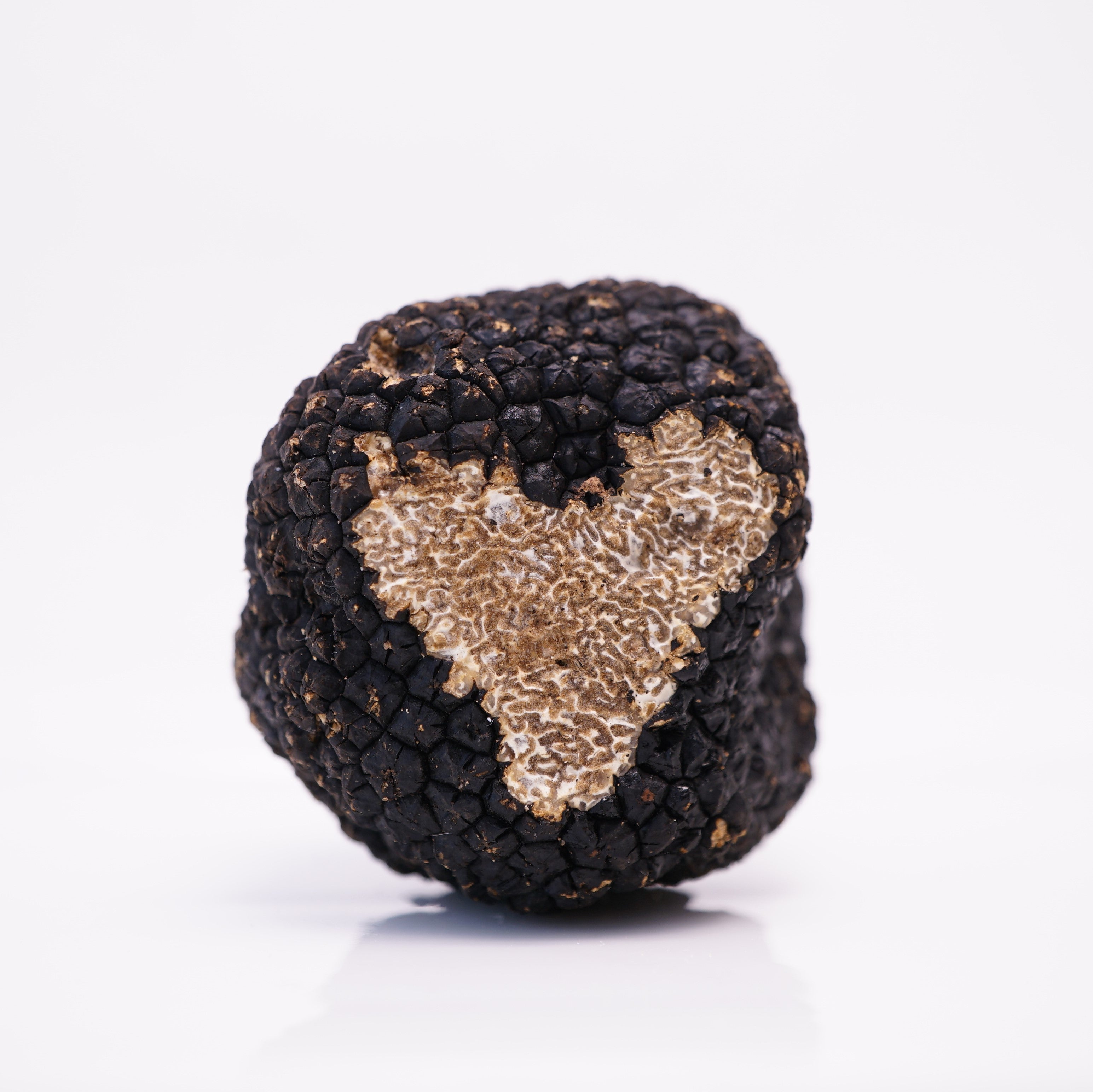 Burgundy Truffle
