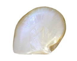 8" Natural Mother of Pearl Palette